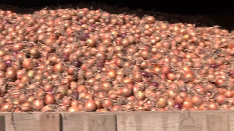 Onion storage. Crops warehouse. Video stock 330343201