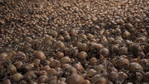 Onion storage pile, tilt up. Vidéo 150986031