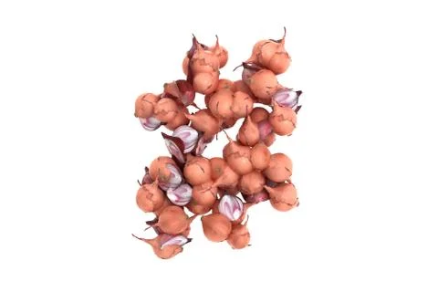 Onion symbol # on white background Stock Illustration