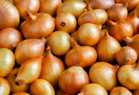 The onion is on the table. Stock Photos