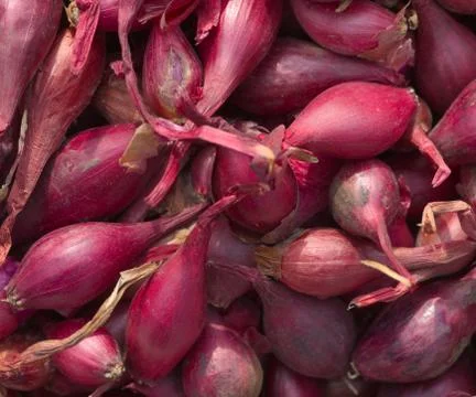 Onion texture Stock Photos