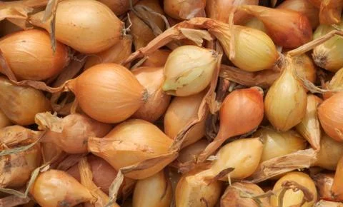 Onion texture Stock Photos