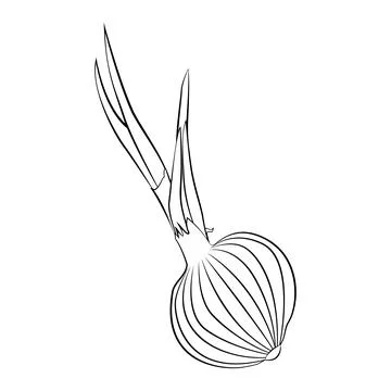 Onion in a thin line. Vector on a white background Stock Illustration