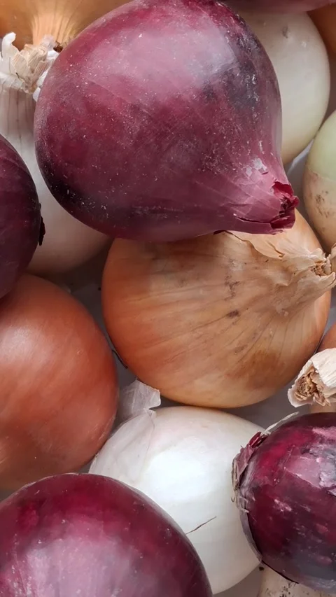 Onion varieties Stock-Footage 344480126
