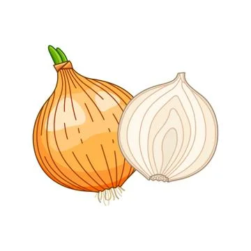 Onion vector colored botanical illustration Stock Illustration