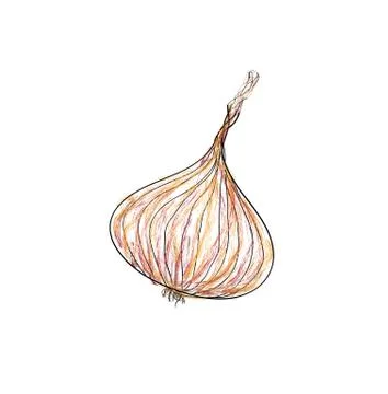 Onion vector Stock Illustration