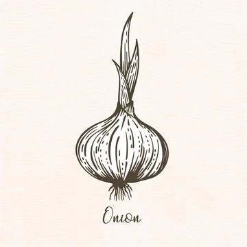 Onion vector illustration Stock Illustration