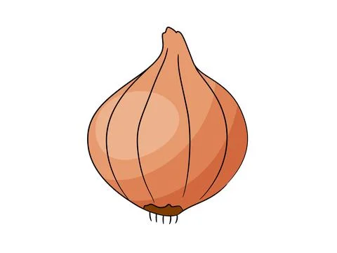 Onion vector illustration isolated on white background. Stock Illustration