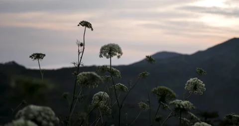 Onion vegetable flowers divided by day. Vídeo Stock 199612565