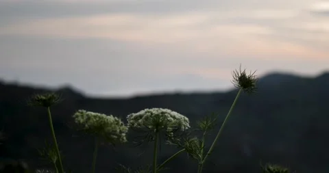 Onion vegetable flowers divided by day. Video stock 199613357