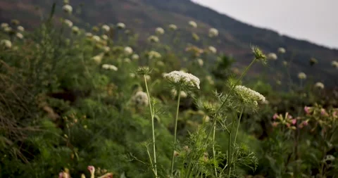 Onion vegetable flowers divided by day. Vídeo Stock 199616548