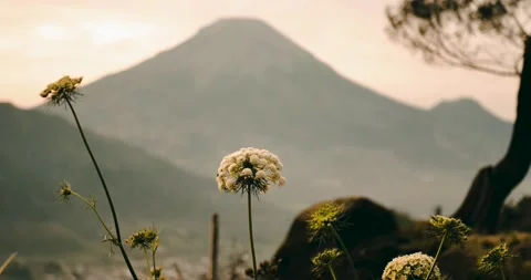 Onion vegetable flowers divided by day. Video stock 199974685