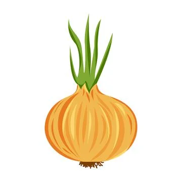 Onion vegetable isolated vector colored Stock Illustration