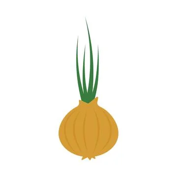 Onion vegetable vector illustration colored Stock Illustration