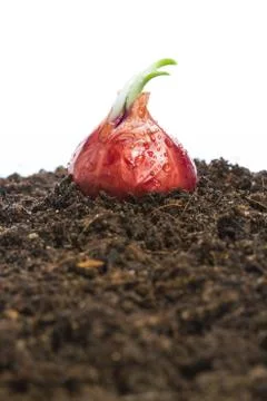 Onion vegetables growing in soil Stock Photos