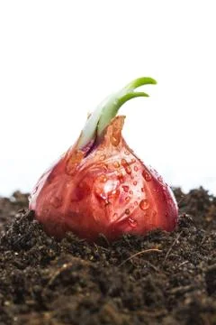 Onion vegetables growing in soil Stock Photos