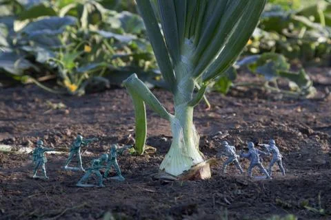 Onion war Stockfoto's