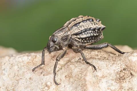 Onion weevil on a stone Stock Photos
