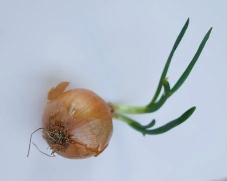 Onion which has started to shoot with visible green foliage Stock Photos
