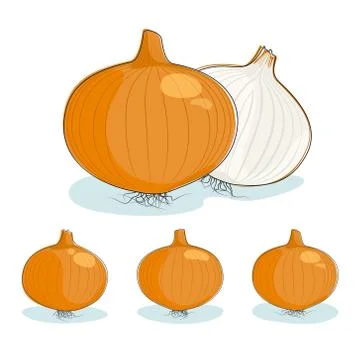 Onion on a white background 스톡 일러스트