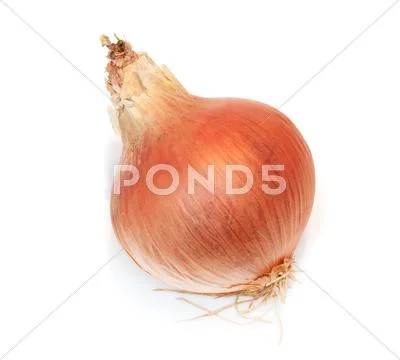 Onion on a white background Stock Photos