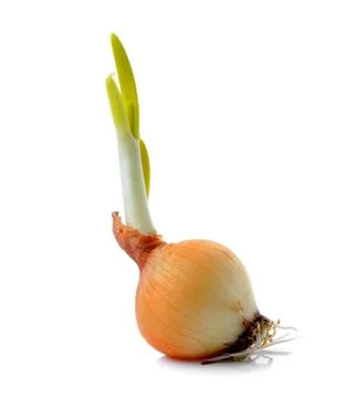 Onion on white background Stock Photos