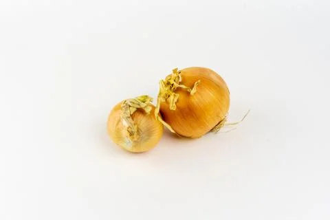 Onion on a white background Stock Photos