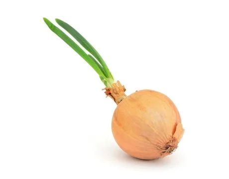 Onion on white background 库存照片