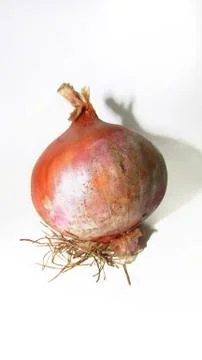 Onion on white background Stock Photos