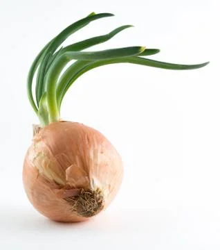 Onion on white Stock Photos