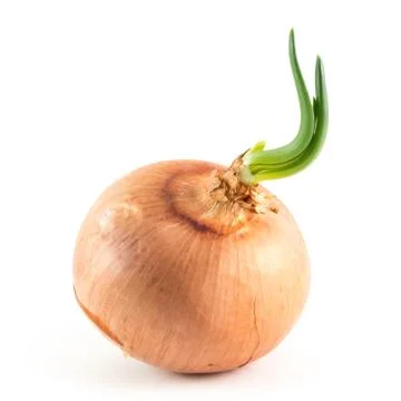 Onion on white Stock Photos