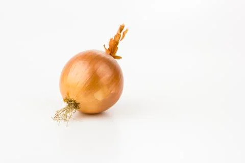 Onion on white studio 写真素材