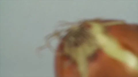 Onion On A White Surface, Isolated, Bio, Organic, Cuisine, Zoom Out Stock Footage 40617055