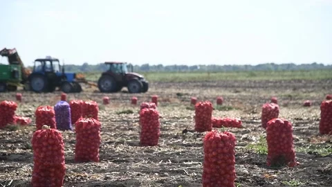 Onions after harvesting in bags in a line on an agricultural field Stock Footage
