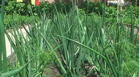 Onions and dill grow in the same bed Vídeos de archivo 41474304