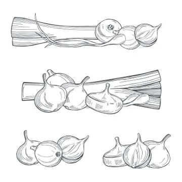 Onions and leeks. Vector illustration. Stock Illustration