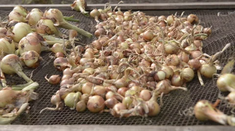 Onions are drying in the sun Stock Footage 60659412