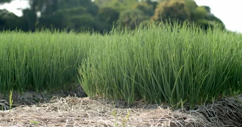 The onions are fully grown and ready to be exported and sold. Stock Footage 302116262