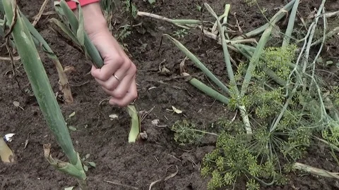 Onions are removed from the earth Stock Footage 80987536