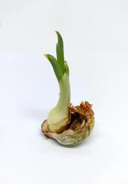 The onions are sprouting Stock Photos