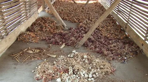 Onions on the barn floor Vídeo Stock 54362835