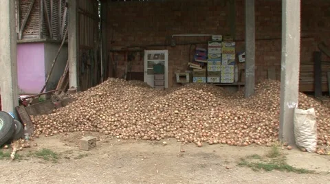 Onions in barn Stock-Footage 41131258