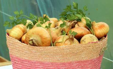 Onions basket Stock Photos
