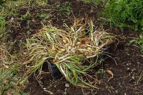 Onions in a black plastic container Stock Photos