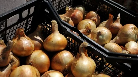 Onions in a box close-up. Growing and Selling organic vegetables Stock Footage 314677058