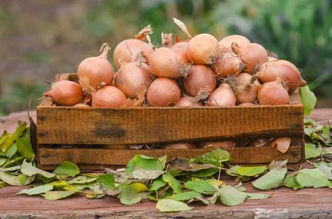 Onions in a box Stock Photos