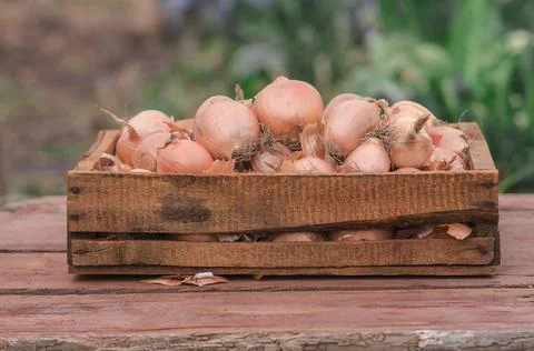 Onions in a box Stock Photos