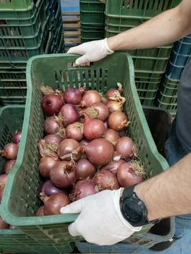 Onions in the box Stock Photos