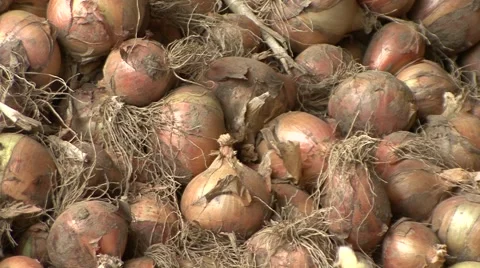 Onions closeup Stock Footage 41130216