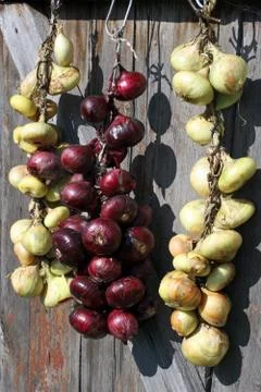 Onions crop on drying 스톡 사진